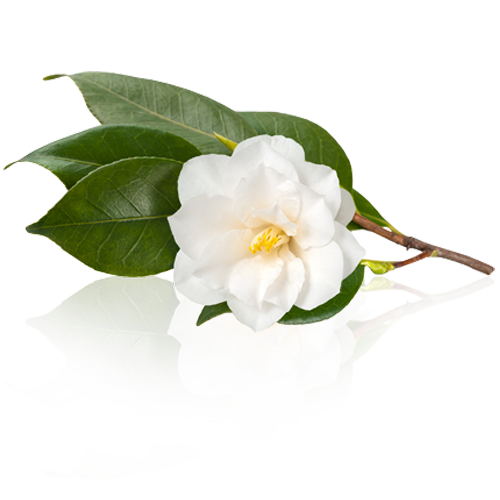 Camellia sinensis